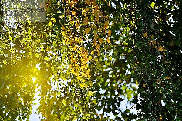 Frühherbst  gelbe Birkenblätter im Gegenlicht. Natürlicher Hintergrund