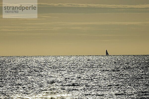 Segelboot am Horizont bei im Gegenlicht funkelnden und glitzernden Meer am Ärmelkanal kurz vor Sonnenuntergang  Portbail  Cotentin  Manche  Normandie  Frankreich  Europa