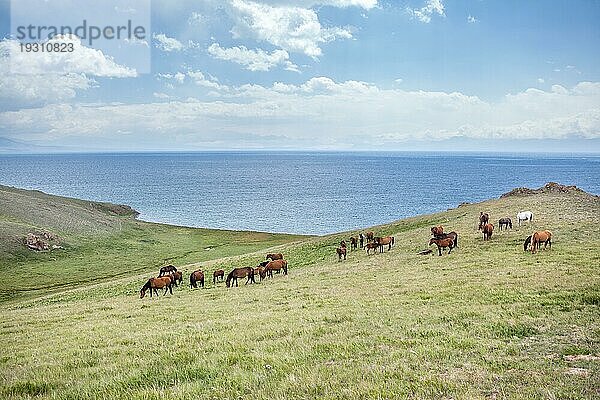 Große Pferdeherde am See Song Kul  Tien Shan  Kirgisistan