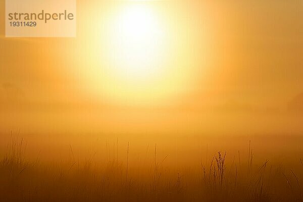 Blick in die warme aufgehende Sonne über wildes Gras und Blumenwiese mit Tautropfen