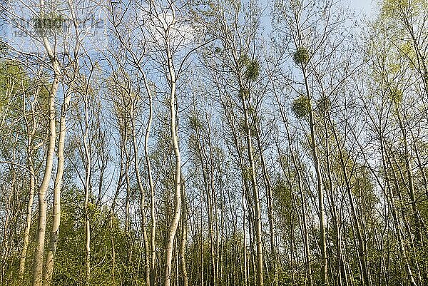 Bäume mit Misteln  Trees with mistletoe