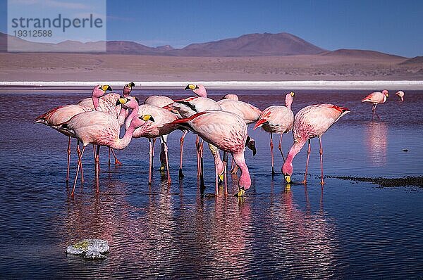 Eine Gruppe rosa Flamingos im farbenfrohen Wasser der Laguna Colorada  einer beliebten Station auf dem Roadtrip nach Uyuni Salf Flat  Bolivien  Südamerika