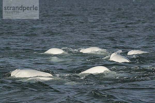 Gruppe von Belugas (Delphinapterus leucas)  Belugawalen  Kapp Wijk  Spitzbergen  Svalbard  Norwegen  Europa