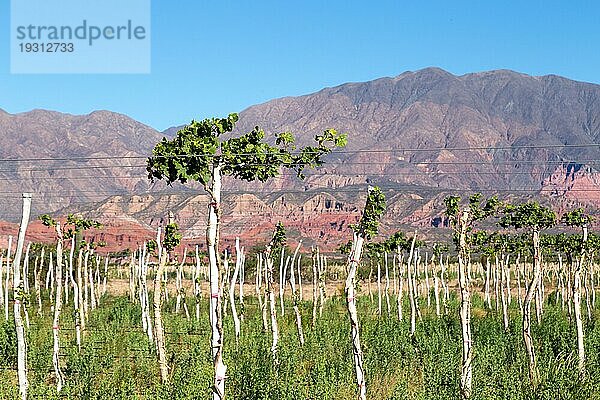 Schöner Weinberg mit Bergen im Hintergrund in der Region Cafayate in Argentinien