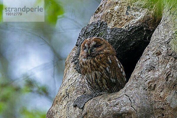 Waldkauz (Strix aluco)  nach 5 Monaten lassen sich die Jungvögel von den Altvögeln nicht mehr unterscheiden (Foto Altvogel vor der Hoehle)  Tawny Owl  it nests from February to March (Brown Owl) (Photo adult bird)