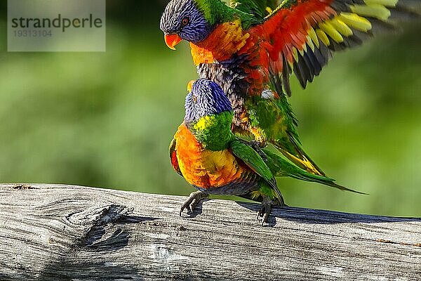 Paar Regenbogenlorikeets bei der Paarung  Queensland  Australien  Ozeanien