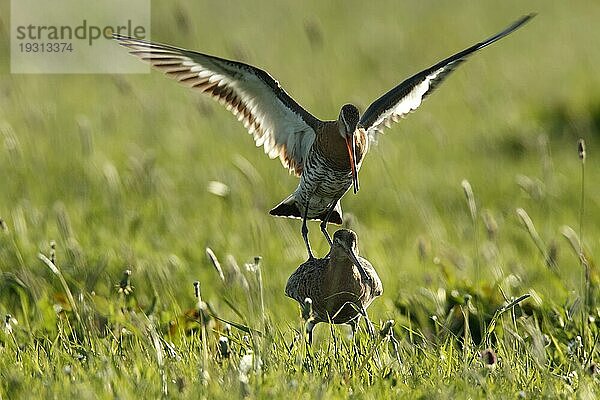 Uferschnepfe (Limosa limosa) bei der Kopula im Gegenlicht  Strohauser Plate  Landkreis Wesermarsch  Niedersachsen  Deutschland  Europa