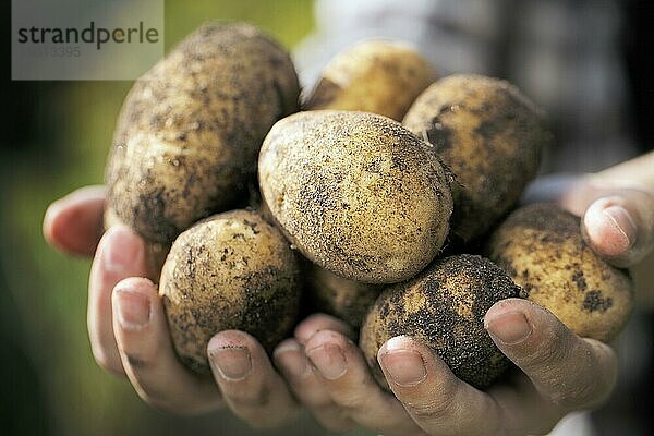 Landwirt hält geerntete schmutzige Kartoffeln in den Händen. Sehr kurze Tiefenschärfe