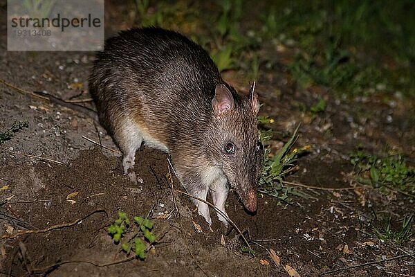 Südlicher brauner Bandicoot  Wilsons Promontory National Park  Victoria  Australien  Ozeanien