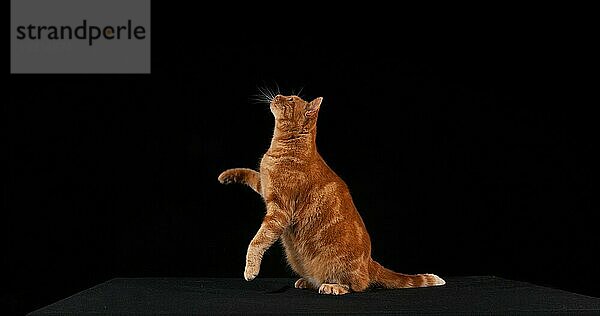 Rot gestromte Hauskatze  erwachsen springend vor schwarzem Hintergrund