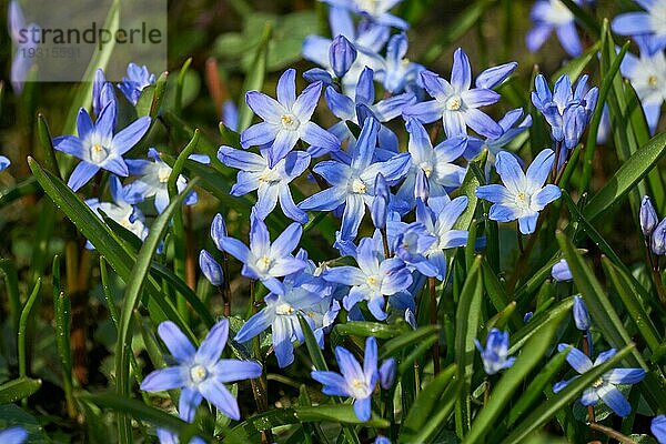 Blaue Scilla im Frühling