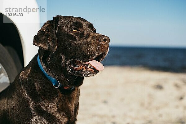 Schwarzer Hund hat Spaß am Strand