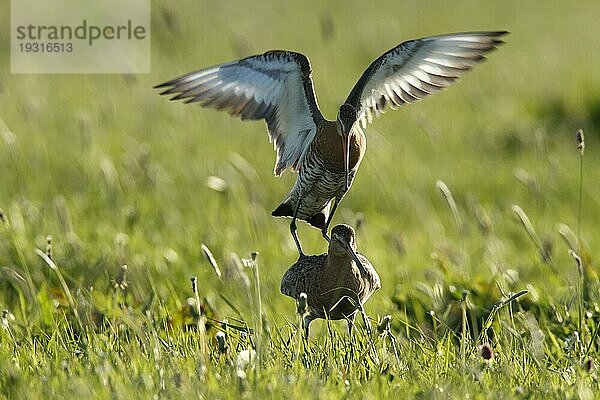 Uferschnepfe (Limosa limosa) bei der Kopula im Gegenlicht  Strohauser Plate  Landkreis Wesermarsch  Niedersachsen  Deutschland  Europa