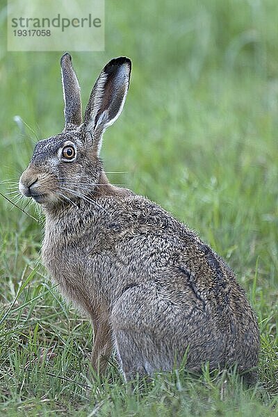 Feldhase (Lepus europaeus)  die Häsin kann 3  4 mal im Jahr Junge bekommen  European Hare  a female may have 3 to 4 litters in a year (Brown Hare)