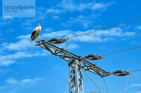 Storch in Gefahr auf Strommast