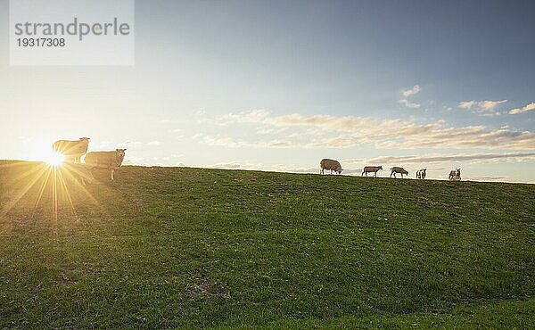 Schafe und Lämmer auf der Weide am Horizont bei Sonnenuntergang