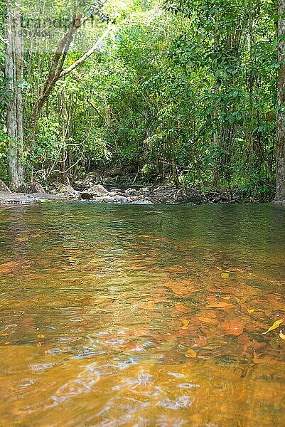 Wasserfall und klarer Bach im grünen Wald in Brasilien