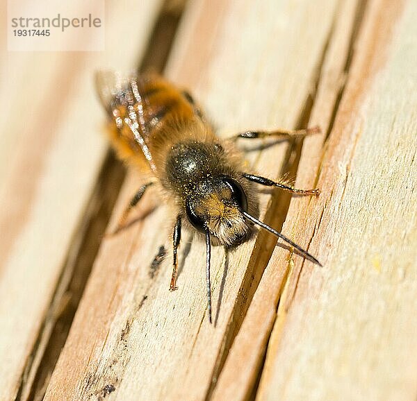 Rote Mauerbiene (Osmia bicornis) oder Rostrote Mauerbiene  Männchen  sitzt und sonnt sich auf Holz  Frontalansicht  Blick in die Kamera  Niedersachsen  Deutschland  Europa