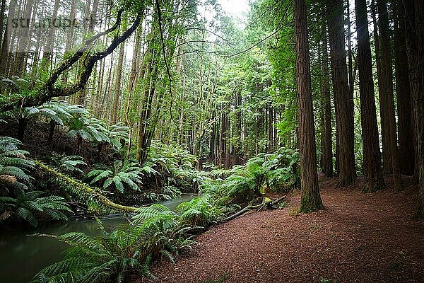 Der ruhige kalifornische Redwood Forest in Cape Otway  Victoria  Australien  Ozeanien