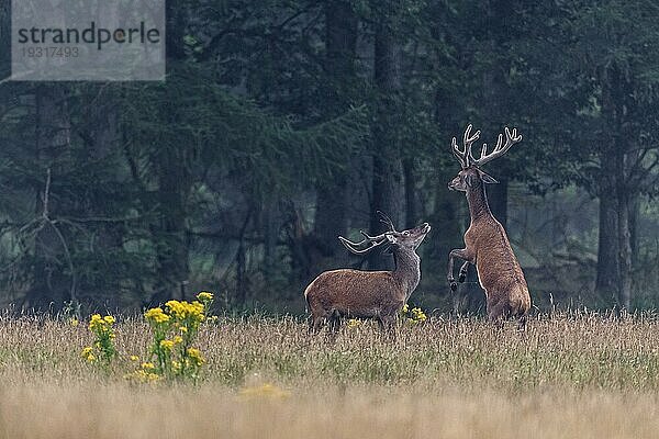 Die männlichen Rothirsche (Cervus elaphus) leben außerhalb der Brunft in separaten Rudeln  getrennt von den Weibchen und ihren Kälbern (Rotwild) (Foto Rothirschrudel wenige Wochen vor dem Beginn der Brunftzeit)  Red Deer live in two different groups  on one side the hinds with calves  stags living alone and will come together during the rut (Photo Red stag herd a few weeks before the beginning of the rutting season)