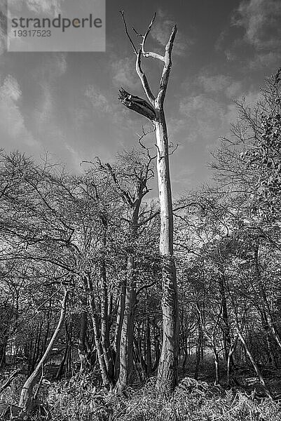 Der Darßwald ist ein Waldgebiet westlich der Halbinsel Darß Er ist Teil des Nationalparkes Vorpommersche Boddenlandschaft. In ihm soll keine menschliche Nutzung erfolgen  da eine natürliche Nutzung der Flächen angestrebt wird. Baumarten sind Kiefer  Stieleiche  Rotbuche und Erle