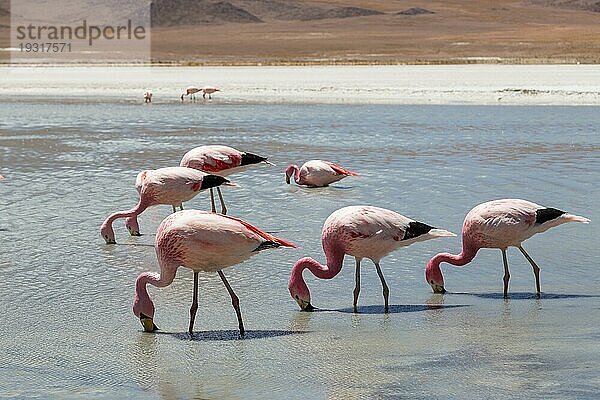 Foto von Flamingos an der Laguna Hedionda im Nationalpark Eduardo Avaroa im Südwesten von Bolivien