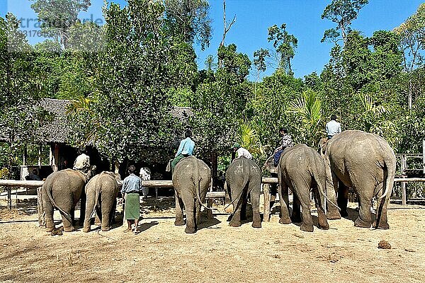 Asiatischer Elefant (Elephas maximus) Elefanten stehen in einer Reihe im Camp  Myanmar  Asien