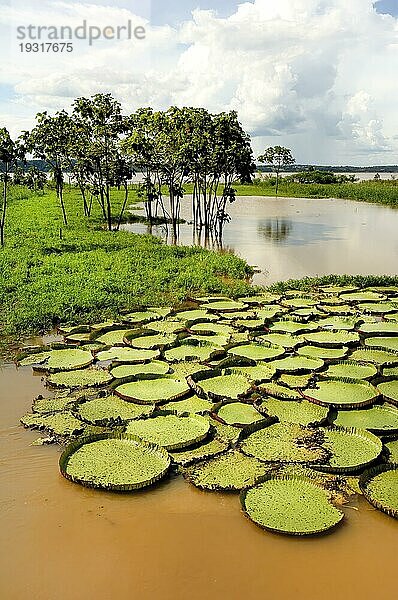 Victoria oder Riesenlilien (Victoria boliviana) am Amazonas  Brasilien  Südamerika