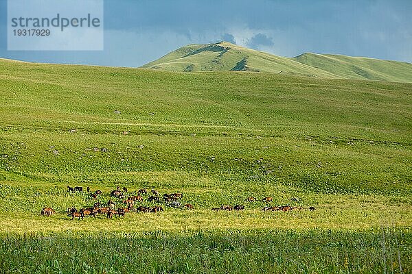 Große Herde von Pferden auf glänzendem grünen Gras