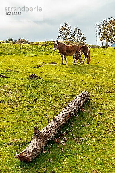Berg Erlaitz mit Pferden in Freiheit in der Stadt Irun  Gipuzkoa. Baskenland