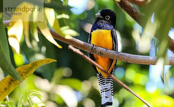 Veilchentrogon in Costa Rica