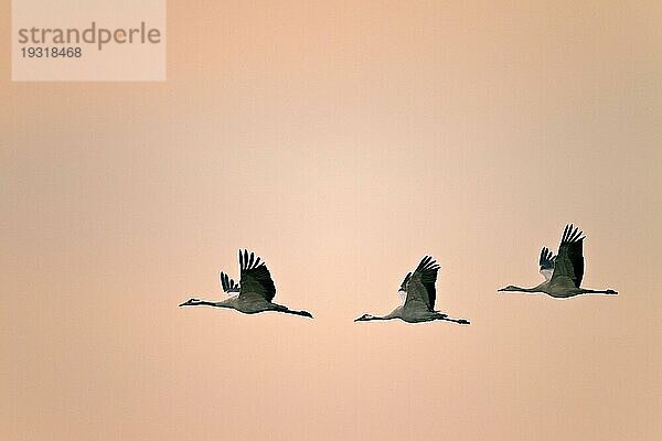 Kraniche sind Allesfresser  überwiegend ernähren sie sich von pflanzlicher Nahrung ernährt (Eurasischer Kranich) (Foto Kraniche im ersten Morgenlicht)  Common Crane is omnivorous (Eurasian Crane) (Photo Common Cranes in first morning light) (Grus grus)