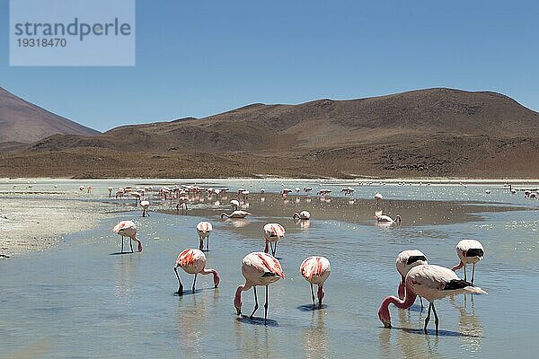 Foto von Flamingos an der Laguna Hedionda im Nationalpark Eduardo Avaroa im Südwesten von Bolivien