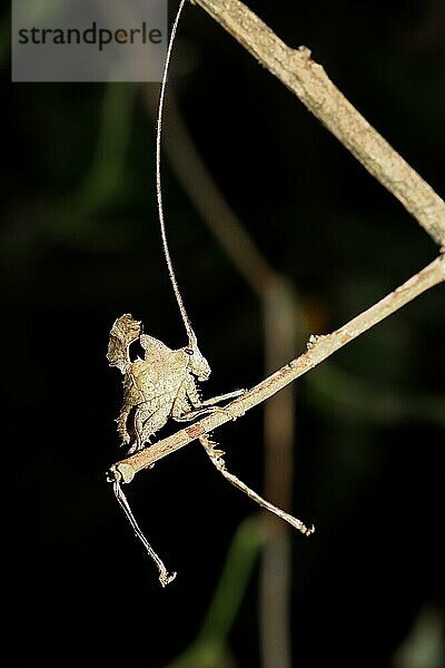 Blattkatydide in Costa Rica