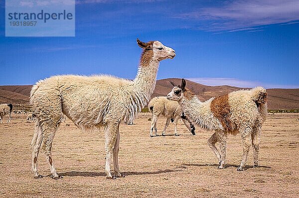 Eine Herde Alpakas im Altiplano. Lamas und Alpakas sind in Bolivien und Peru wegen ihrer Wolle und ihres Fleisches sehr beliebt