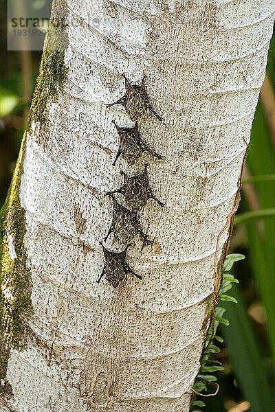 Gruppe von Langnasenfledermäusen auf einem Baumstamm in Costa Rica