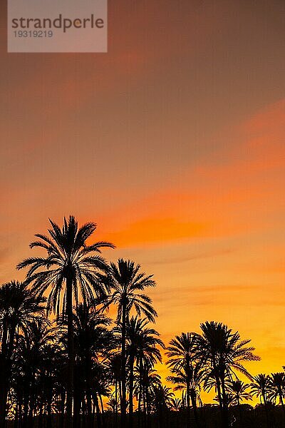 Silhouette von Palmen  die sich in einem orangefarbenen Sonnenuntergang an einem Strand am Meer in der Stadt Torrevieja  Cala Ferris  spiegeln. Costa Blanca  Alicante. Spanien