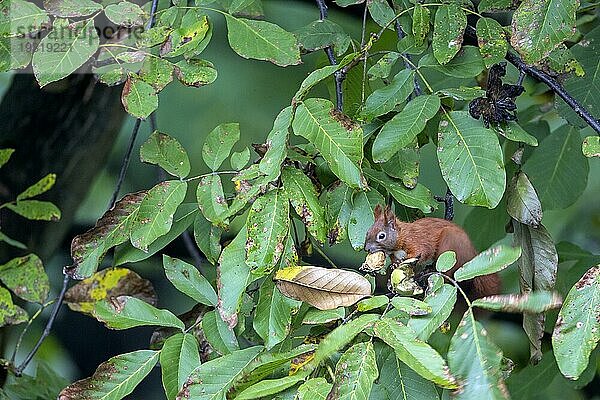 Eichhörnchen (Sciurus vulgaris) können mit einem Sprung leicht Entfernungen von 4  5 Metern überbruecken (Eichkater) (Foto Eichhörnchen mit einer frisch gepflückten Walnuss)  Red Squirrels can easily bridge distances of 4  5 meters with one jump (Eurasian Red Squirrel) (Photo Red Squirrel with a freshly plucked walnut)