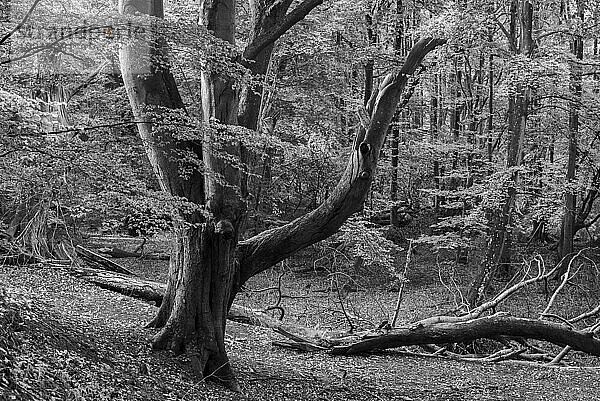 Der Darßwald ist ein Waldgebiet westlich der Halbinsel Darß Er ist Teil des Nationalparkes Vorpommersche Boddenlandschaft. In ihm soll keine menschliche Nutzung erfolgen  da eine natürliche Nutzung der Flächen angestrebt wird. Baumarten sind Kiefer  Stieleiche  Rotbuche und Erle