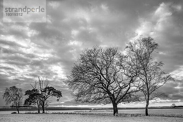 Ostsee  Darßer Boddenlandschaft im Winter