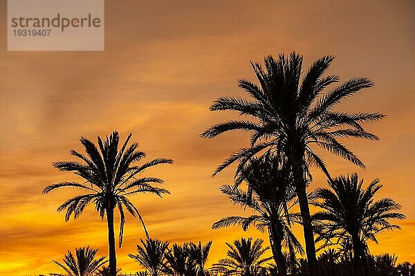 Silhouette von Palmen in einem orangefarbenen Sonnenuntergang in der Stadt Torrevieja. Weiße Küste des Mittelmeers von Alicante. Spanien