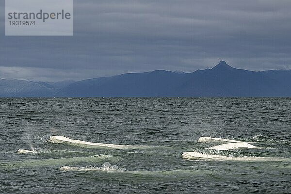 Gruppe von Belugas (Delphinapterus leucas)  Belugawalen  Kapp Wijk  Spitzbergen  Svalbard  Norwegen  Europa