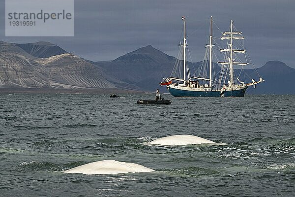 Gruppe von Belugas (Delphinapterus leucas)  Belugawalen  Barkentine Antigua  Kapp Wijk  Spitzbergen  Svalbard  Norwegen  Europa