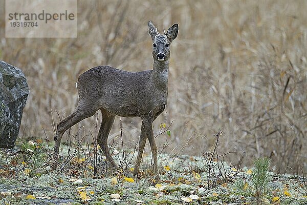 Rehbock Jährling in einem schwedischen Wald zwischen Rentierflechten (Europaeisches Reh) (Reh)  Roe Deer yearling in a Swedish forest between Reindeer Lichen (European Roe Deer) (Western Roe Deer) (Capreolus capreolus)