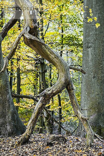 Der Darßwald ist ein Waldgebiet westlich der Halbinsel Darß Er ist Teil des Nationalparkes Vorpommersche Boddenlandschaft. In ihm soll keine menschliche Nutzung erfolgen  da eine natürliche Nutzung der Flächen angestrebt wird. Baumarten sind Kiefer  Stieleiche  Rotbuche und Erle