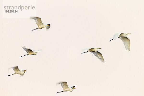 Silberreiher (Ardea alba) sind Koloniebrüter  bekannt sind diese Nistplätze  als sogenannte Reiherkolonien (Foto Silberreiher am Abendhimmel)  Great Egret breeds in colonies known as heronries (Common Egret) (Photo Great Egret in flight)