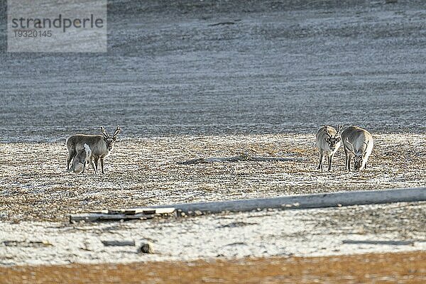 Vier Spitzbergen-Rentiere (Rangifer tarandus platyrhynchus)  Tundra  Herbst  Kapp Wijk  Spitzbergen  Svalbard  Norwegen  Europa