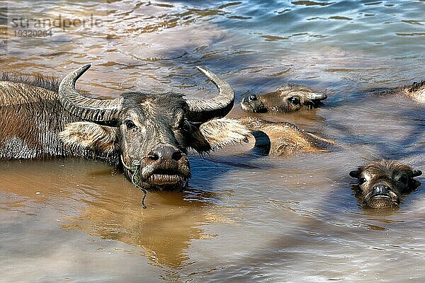 Asiatischen Büffel (Bubalus)  Wasserbüffel im Wasser  Myanmar  Asien