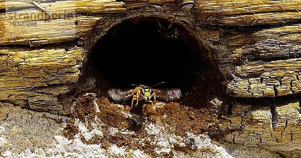 Papierwespe  polistes sp  Erwachsener mit Flügeln schlagend am Nesteingang  Normandie in Frankreich