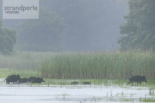 Wildschwein  durch ihre gute Anpassungsfaehigkeit und hohe Vermehrungsrate sind sie in vielen Gebieten ihrer Einbürgerung  als invasive Tierart eingestuft (Schwarzwild) (Foto Wildschweine (Sus scrofa) an einem Teichufer)  Wild Boar is an invasive species in part of its introduced range (Wild Swine) (Photo Wild Boars at pondside)